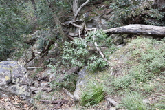 Maytenus acuminata