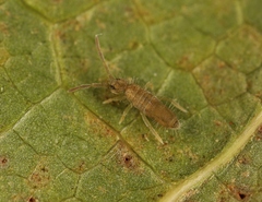 Entomobrya lanuginosa