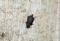 Trox scaber