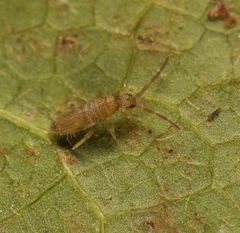 Entomobrya lanuginosa