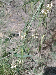 Araujia angustifolia