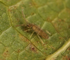 Entomobrya lanuginosa