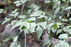 Maytenus acuminata