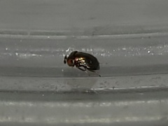 Tetracneminae