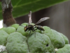 Polybia ruficeps xanthops