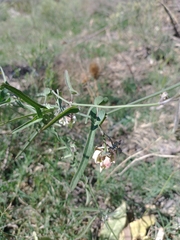 Araujia angustifolia