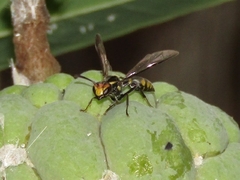Polybia ruficeps xanthops