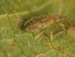 Entomobrya lanuginosa