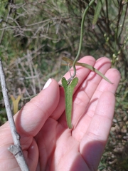 Araujia angustifolia