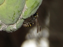 Polybia ruficeps xanthops