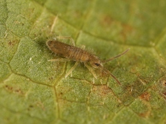 Entomobrya lanuginosa
