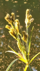 Cyperus prolixus