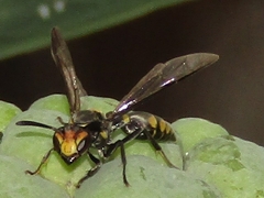 Polybia ruficeps xanthops
