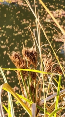 Cyperus prolixus