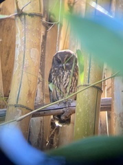 Strix virgata