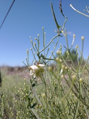 Araujia angustifolia