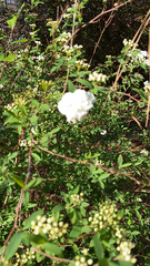 Spiraea prunifolia