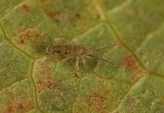 Entomobrya nivalis