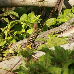 Cnemidophorus lemniscatus