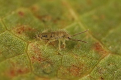 Entomobrya nivalis