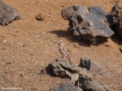 Bucanetes githagineus