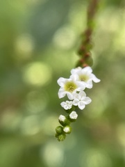 Heliotropium angiospermum