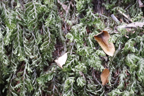 Image of Hymenophyllum capense by (c) Tony Rebelo, some rights reserved (CC BY-SA)