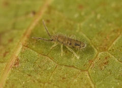 Entomobrya nivalis