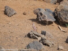 Bucanetes githagineus