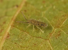 Entomobrya nivalis