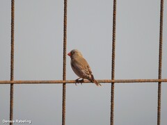 Bucanetes githagineus