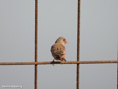 Bucanetes githagineus