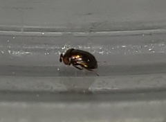 Tetracneminae