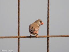 Bucanetes githagineus