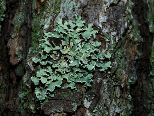 Yellow Ribbon Lichen