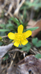 Ranunculus fascicularis