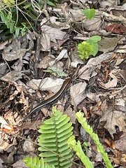 Plestiodon inexpectatus