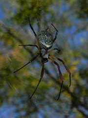 Trichonephila sexpunctata
