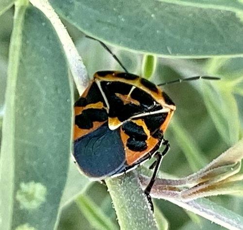 iNaturalist observation photo of Harlequin Bug