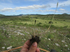 Enneapogon desvauxii