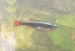 Tanichthys albonubes