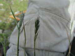 Enneapogon desvauxii