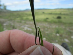 Enneapogon desvauxii