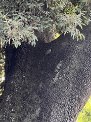 Certhia brachydactyla