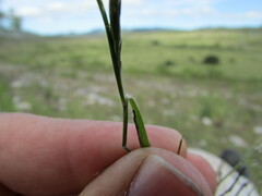 Enneapogon desvauxii