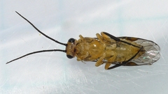 Euura tibialis