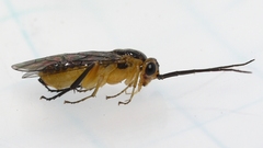 Euura tibialis