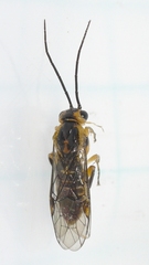 Euura tibialis