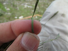 Enneapogon desvauxii