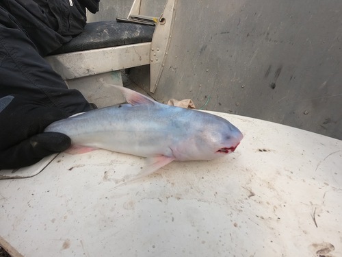 Blue Whale Catfish